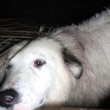 PANCHO, Hund, Mischlingshund in Rumänien - Bild 3
