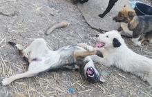 PANCHO, Hund, Mischlingshund in Rumänien - Bild 5
