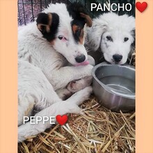 PANCHO, Hund, Mischlingshund in Rumänien - Bild 6