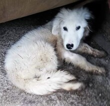PANCHO, Hund, Mischlingshund in Rumänien - Bild 7
