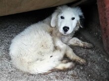PANCHO, Hund, Mischlingshund in Rumänien - Bild 8
