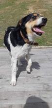 BETTY2, Hund, Deutscher Schäferhund in Bulgarien - Bild 1