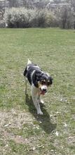 BETTY2, Hund, Deutscher Schäferhund in Bulgarien - Bild 3