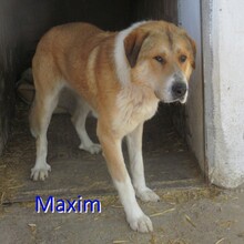 MAXIM, Hund, Mischlingshund in Bulgarien - Bild 1