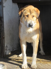 MAXIM, Hund, Mischlingshund in Bulgarien - Bild 2