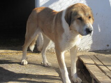 MAXIM, Hund, Mischlingshund in Bulgarien - Bild 3