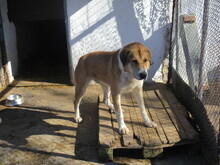 MAXIM, Hund, Mischlingshund in Bulgarien - Bild 4