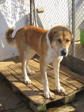 MAXIM, Hund, Mischlingshund in Bulgarien - Bild 5