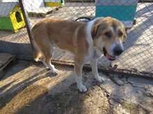 MAXIM, Hund, Mischlingshund in Bulgarien - Bild 6