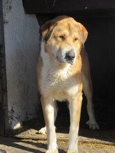MAXIM, Hund, Mischlingshund in Bulgarien - Bild 7