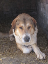 MAXIM, Hund, Mischlingshund in Bulgarien - Bild 8