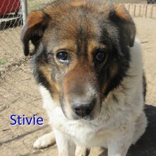 STIVIE, Hund, Mischlingshund in Bulgarien - Bild 1
