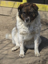 STIVIE, Hund, Mischlingshund in Bulgarien - Bild 3