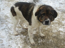 STIVIE, Hund, Mischlingshund in Bulgarien - Bild 4