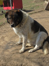 STIVIE, Hund, Mischlingshund in Bulgarien - Bild 5