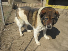 STIVIE, Hund, Mischlingshund in Bulgarien - Bild 6
