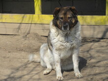 STIVIE, Hund, Mischlingshund in Bulgarien - Bild 7