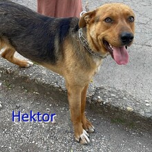 HEKTOR, Hund, Mischlingshund in Bulgarien - Bild 1