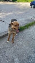 HEKTOR, Hund, Mischlingshund in Bulgarien - Bild 2
