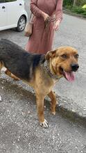 HEKTOR, Hund, Mischlingshund in Bulgarien - Bild 5
