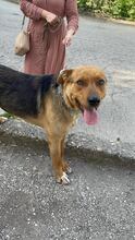 HEKTOR, Hund, Mischlingshund in Bulgarien - Bild 6