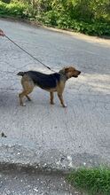 HEKTOR, Hund, Mischlingshund in Bulgarien - Bild 7