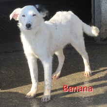 BANANA, Hund, Mischlingshund in Bulgarien - Bild 1