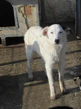 BANANA, Hund, Mischlingshund in Bulgarien - Bild 2