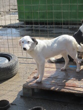 BANANA, Hund, Mischlingshund in Bulgarien - Bild 3