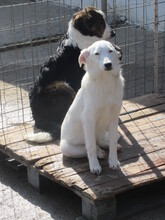 BANANA, Hund, Mischlingshund in Bulgarien - Bild 5