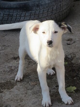 BANANA, Hund, Mischlingshund in Bulgarien - Bild 6