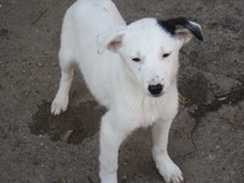 BANANA, Hund, Mischlingshund in Bulgarien - Bild 7