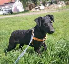 ROBBY, Hund, Mischlingshund in Kroatien - Bild 2