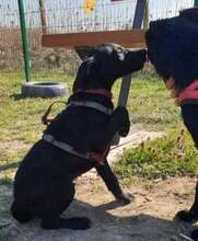 ROBBY, Hund, Mischlingshund in Kroatien - Bild 5