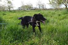 ROSI, Hund, Mischlingshund in Kroatien - Bild 6