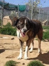 FOIVOS, Hund, Herdenschutzhund-Mix in Griechenland - Bild 2