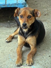 RUDI, Hund, Mischlingshund in Bulgarien - Bild 2