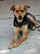 RUDI, Hund, Mischlingshund in Bulgarien - Bild 3