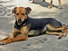RUDI, Hund, Mischlingshund in Bulgarien - Bild 4