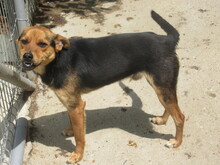 RUDI, Hund, Mischlingshund in Bulgarien - Bild 5