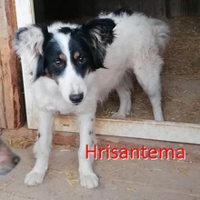 HRISANTEMA, Hund, Mischlingshund in Bulgarien - Bild 1