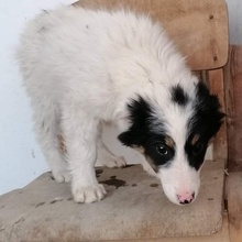 HRISANTEMA, Hund, Mischlingshund in Bulgarien - Bild 10
