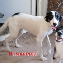 HRISANTEMA, Hund, Mischlingshund in Bulgarien - Bild 2