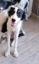 HRISANTEMA, Hund, Mischlingshund in Bulgarien - Bild 3