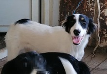 HRISANTEMA, Hund, Mischlingshund in Bulgarien - Bild 4
