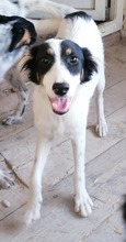 HRISANTEMA, Hund, Mischlingshund in Bulgarien - Bild 5