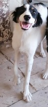 HRISANTEMA, Hund, Mischlingshund in Bulgarien - Bild 6