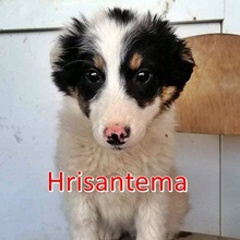 HRISANTEMA, Hund, Mischlingshund in Bulgarien - Bild 7