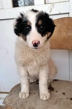 HRISANTEMA, Hund, Mischlingshund in Bulgarien - Bild 9