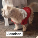 LIESCHEN, Hund, Cairn Terrier in Friedland
